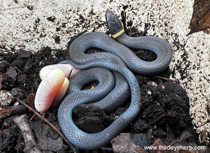 Northern Ringneck Snake